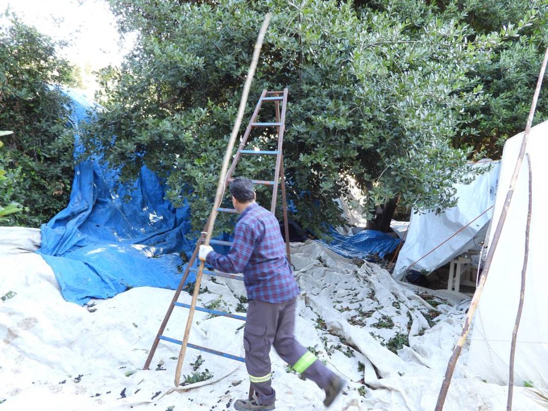 Dalında 7 lira, fabrikadan çıkınca 1500 lira! Dünyaya ihraç ediyorlar, bir köy böyle zengin oldu 9